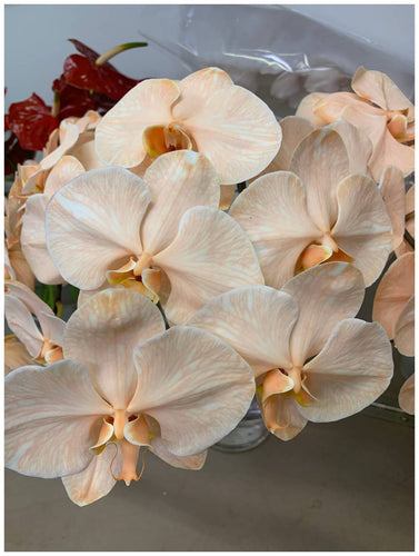 Close-up of delicate peach-colored orchid blooms with soft, intricate petals.