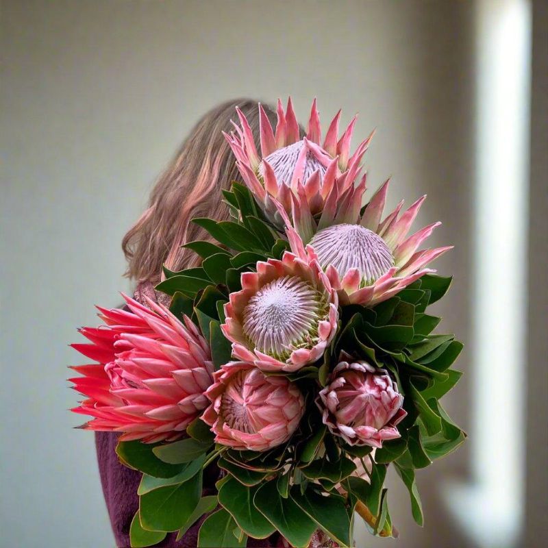 King Protea - Herbivore Florals