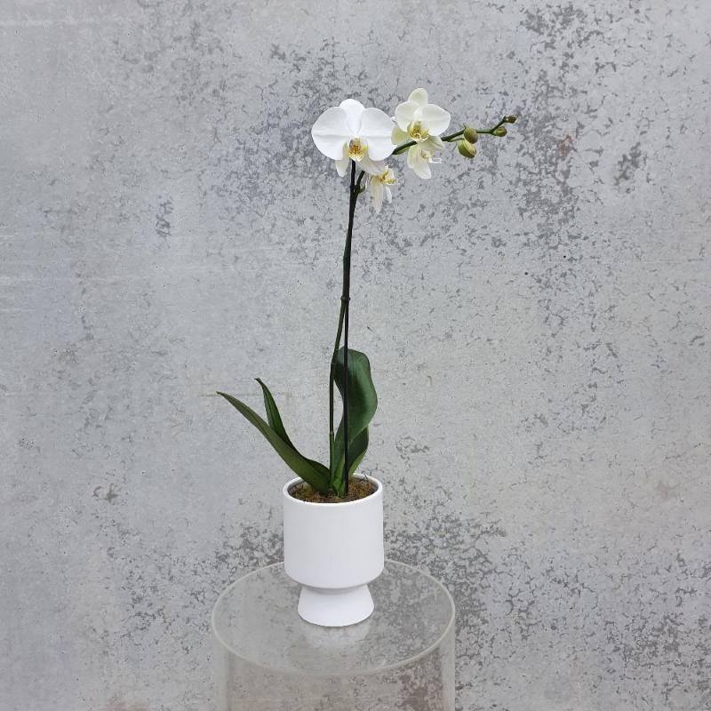 Orchid Plant - Herbivore Florals