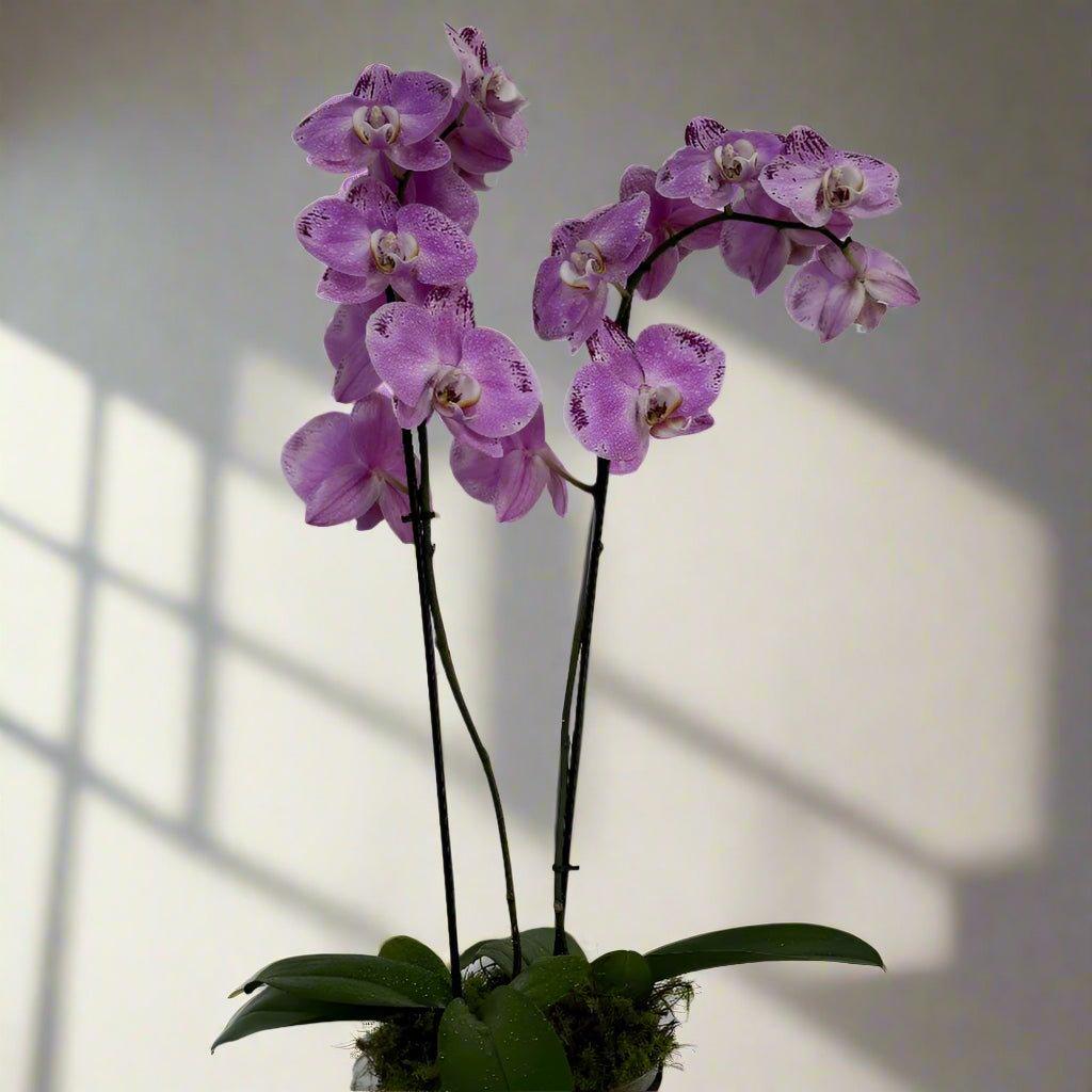 Orchid Plant - Herbivore Florals