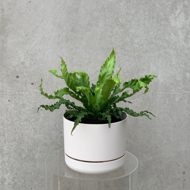 Birds nest fern in a white pot