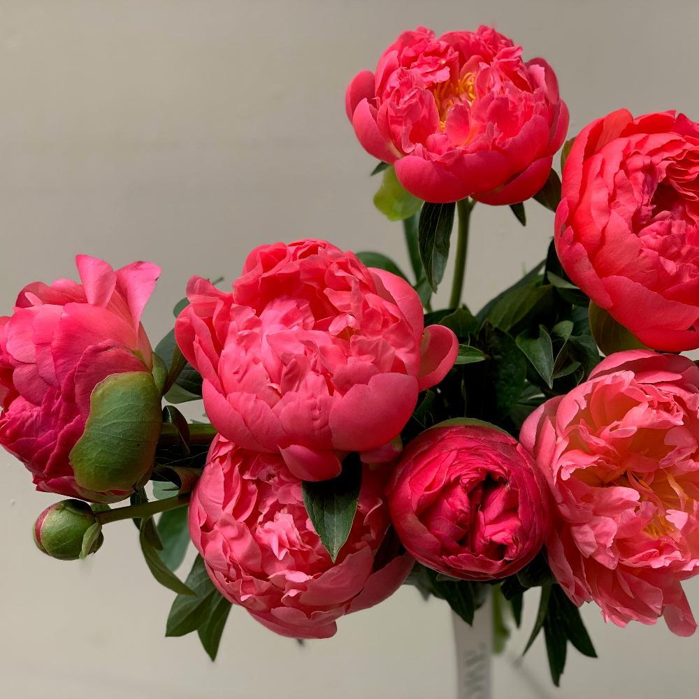 A close up of coral charm peonies.