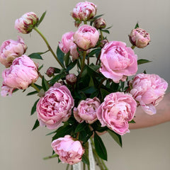 Pink Peonies Melbourne