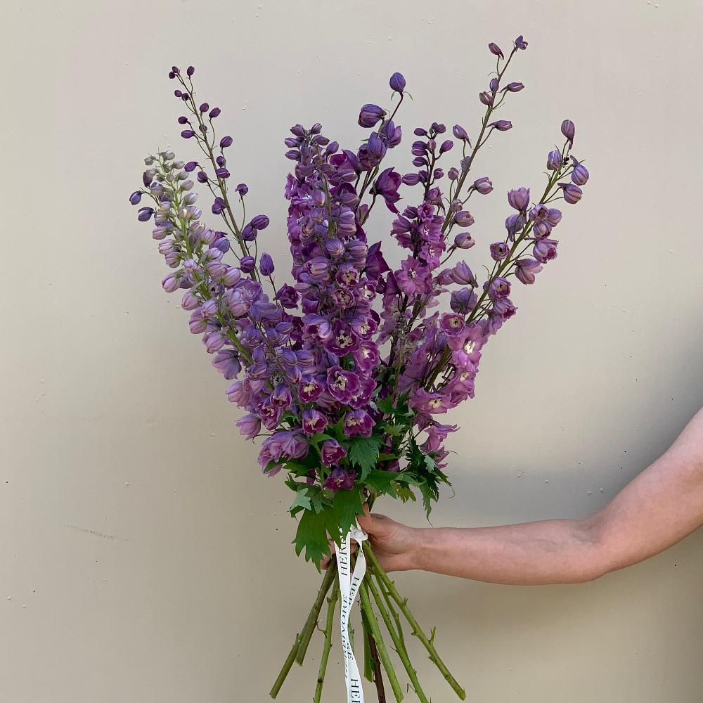 Delphinium - Herbivore Florals